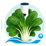 Tatsoi cultivé en tour hydroponique